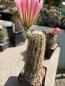 Preview: Echinocereus lloydii x dasyacanthus